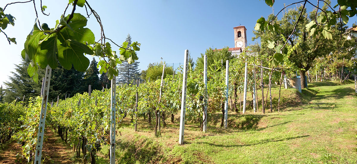wijngaard in Piemonte